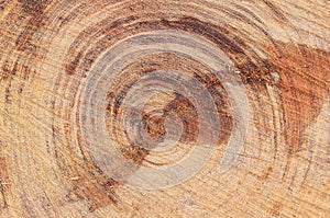 Texture of heartwood