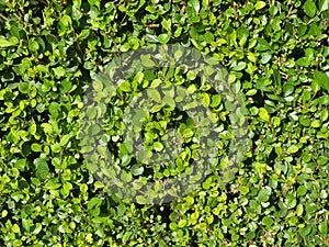 Texture of a hedge of smoothly trimmed boxwood bush