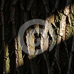 The texture highlighting the intricate patterns formed by the