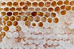 Texture of honey in the comb, close-up