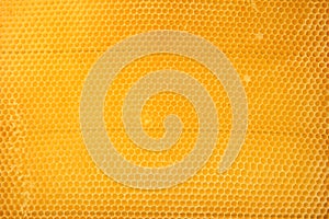 Texture of honeycomb. Bright yellow honey background