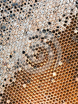 Texture of honeycomb with honey bee larva