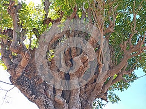 Texture of Immense and Dramatic Tree Trunk, Suitable for Background Use