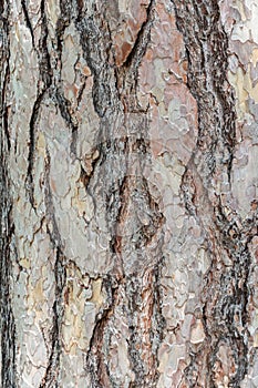 Texture of impressive bark at a tree