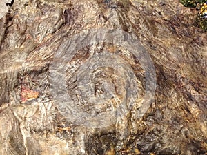 Texture of the inner layer of cowhide