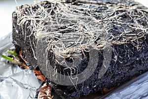 The texture of the intertwined roots of the plant in a briquette of soil, close-up