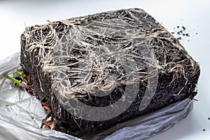 The texture of the intertwined roots of the plant in a briquette of soil, close-up