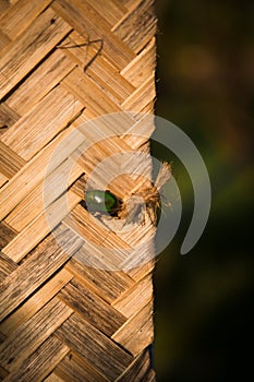 Texture interweaving of palm and banana leaves on tropical beach umbrellas and mats.