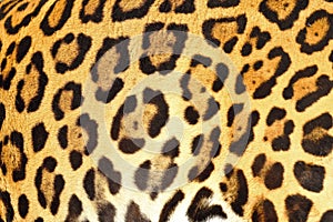 Piel de jagua Panthera onca vivo photo