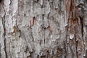 Texture larch tree. Larch bark. Background.