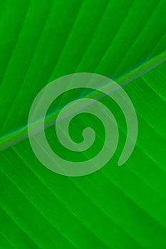 The texture of a large green tropical leaf, background, blurred background.