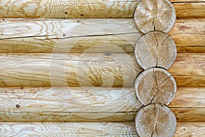 Texture of large pine logs yellow color