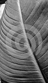 Texture leaf black and white