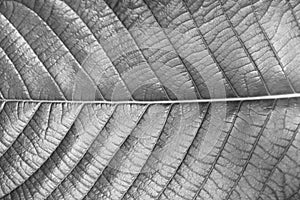 Texture of leaf of Magnoliopsida plant type for background, Monochrome style photo