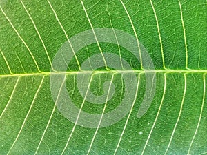texture of leaf veins and chlorophyll in green leaves in the natural environment