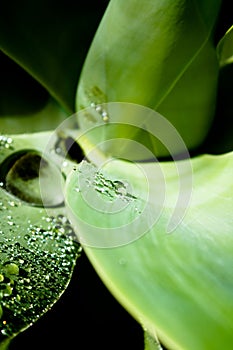 Texture of a leaf with water drops