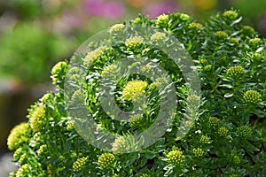 The texture of the leaves and flowers Rhodiola rosea