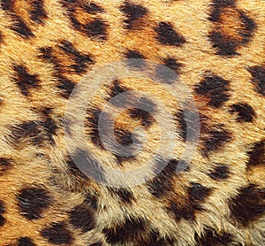 Texture of leopard fur