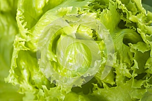 Texture of lettuce