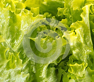 Texture of lettuce close-up