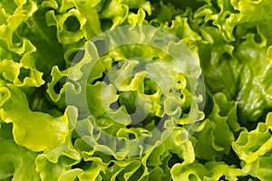 Texture of lettuce close-up