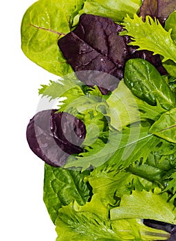 Texture of lettuce leaves