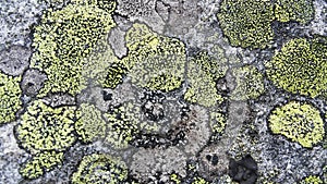 Texture of lichen on the stone.