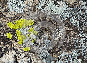 Texture of lichen on the stone