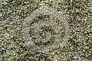 Texture of lichen on a stone, close-up. Abstract nature background and texture