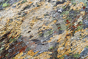 Texture of lichen on stone