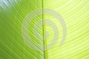 The texture of a light green fern leaf in close-up.