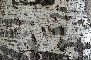 Texture of light grey bark of silver poplar
