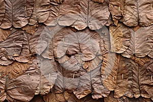 Texture of line detail on dry teak leaf.