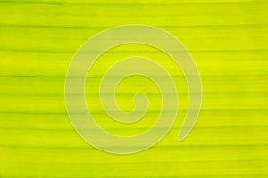 Texture,Lines,Pattern of yellow Banana Leaf