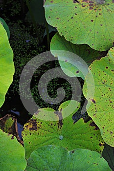 Texture of lotus leaf~Lotus beauty