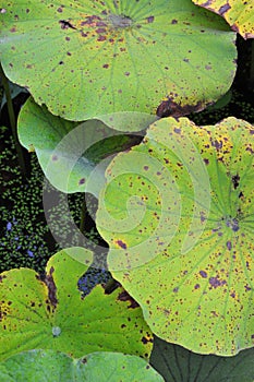 Texture of lotus leaf~Lotus beauty