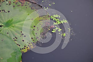 Texture of lotus leaf~Lotus beauty