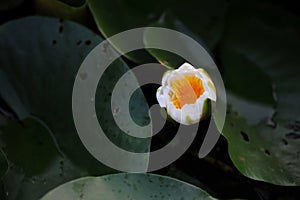 Texture of lotus leaf~Lotus beauty