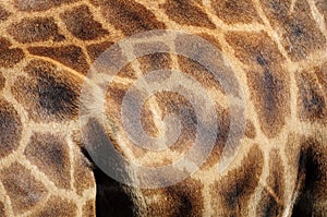texture made of Giraffe' skin photo