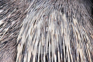 Texture of malayan porcupine hystrix brachyura , animal skin  background