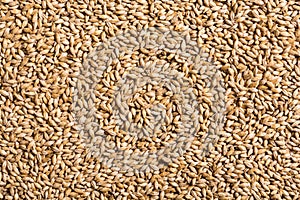 Texture of malt pilsner