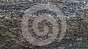 texture mango tree wood