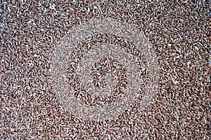 Texture from many dry brown rice grains top view closeup