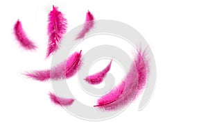 Texture of many falling pink feathers on a white backgroun