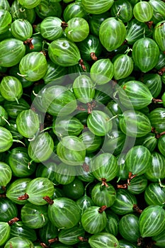 Texture of many fresh green gooseberries, plain background