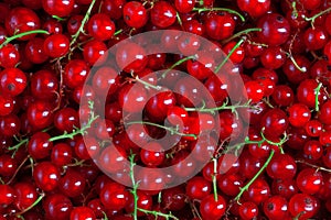 Texture of many fresh red currant berries, plain background