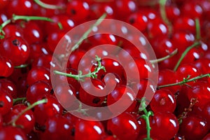 Texture of many fresh red currant berries, plain background