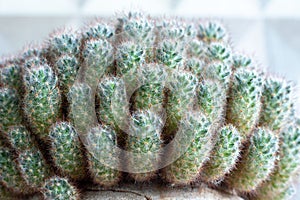 The texture of many small green cacti Mammillaria Prolifera. Close up, copy space