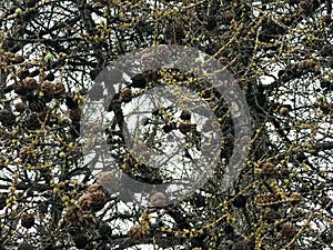 Texture of many unique spruce, pine tree branches with pine cones and needles against the sky