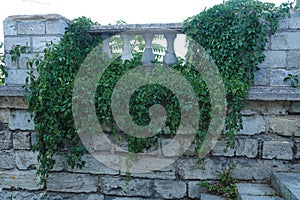 Texture. Masonry. Fragment of an ancient wall on which a green plant grows.